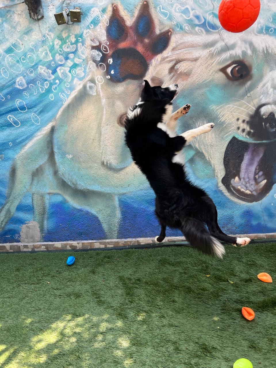 Huéspedes jugando en las áreas cero jaulas del hotel spa canino We Dog You en San Ángel